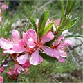Миндаль степной