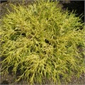 Кипарисовик Горохоплодный Chamaecyparis Pisifera Sungold P9 Садовита