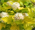 Пузыреплодник калинолистный Наггет (Nugget)