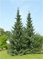 Ель сербская С5 (50-70) 1шт/Picea omorika