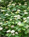 Дерен белый Сибирика Sibirica