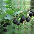 Крыжовник Черный Негус