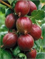 Крыжовник Хинонмаки Ред