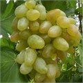 Виноград плодовый Монарх