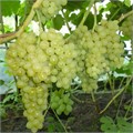Виноград плодовый Кишмиш №342
