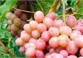 Виноград плодовый Ливия