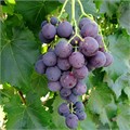 Виноград плодовый Рошфор