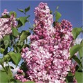 Сирень обыкновенная Радмила