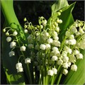 Ландыш майский (Convallaria majalis)