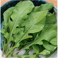 Рукола Полиглот культурная 0,5гр Greenomica/Садовита Ц