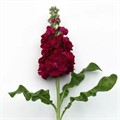 Маттиола Centum Red срезочная 5шт Григорьев