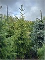 Ель сербская С2 1шт/Picea omorika