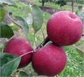 Яблоня красномякотная Байя Мариса