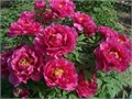 Пион древовидный Золото солнца и луны