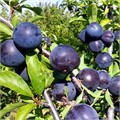 Слива Карташ (чернослив)