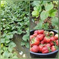 Клубника рассада ОКС 1корень в асс