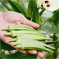 Бамия Белый бархат 8шт Аэлита