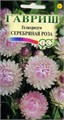 Гелихризум Серебряная роза Гавриш