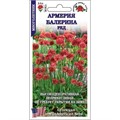 Армерия Балерина Ред (Золотая сотка)многолетн,25см