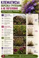 Клематис Акаиши (Clematis Akaishi) 98560 - фото 31829