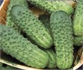 Огурец Миранда 5шт (Сиб Сад)