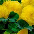 Бегония Фимбриата Еллоу Желтая