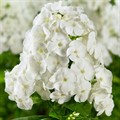 Флокс Анна Попова белая