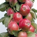 Яблоня колоновидная Есения