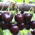 Черешня Овстуженка