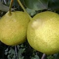Груша Пермячка