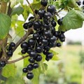 Смородина черная Пилот Смородина черная Пилот
