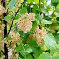 Смородина белая Уральская