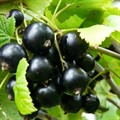 Смородина черная Дачница
