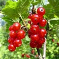 Смородина красная Уральский Сувенир