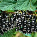 Смородина черная Ядреная