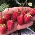 Малина Малиновая гряда ремонтантная