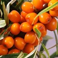 Облепиха Солнечная