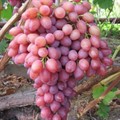 Виноград Киш Миш лучистый