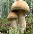 Мицелий грибов Белый гриб березовый ,  60 мл 5454239 78313 - фото 6610