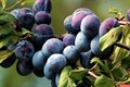 Слива Венгерка чернослив синяя