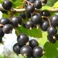 Смородина черная Багира