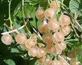 Смородина белая Алмазная