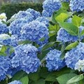 Гортензия крупнолистная Синяя Птица