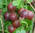 КРЫЖОВНИК НЕКРАСОВСКИЙ