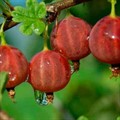 Крыжовник Ленинградский Великан