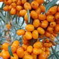 Облепиха Любимая