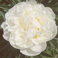 Пион Гардения молочноцветковый