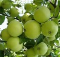 Яблоня Кроха кустовая