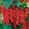 Смородина красная Уральская красавица