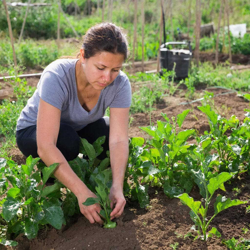 Выращивание баклажанов